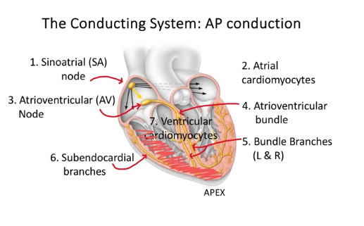 <ul><li><p>the SA node spontasiously creates 100 APs a min even if it wasnt connected to anything, but our HR is not typically 100 BPM</p><ul><li><p>due to intrinsic rate </p></li></ul></li><li><p>Steps to an AP conduction in the heart </p><ol><li><p>SA node fires </p></li><li><p>sends AP to atrial cardiomyocytes</p></li><li><p>then to the AV node - this provides the connection between the atria and ventricles - bit of a pause here before it gets passed in the ventricles - so it allows the atria to finish their contraction so we can get all the blood into the ventricles </p></li><li><p>to the arterioventrical bundle </p></li><li><p>then bundle branches (R and L) - travels to both the left and right ventricles so they both contract </p></li><li><p>subendocardial branches - the ap gets spread from bottom up from the apex in the ventricles, so we can squeeze the blood into the vessels out of the heart - also the AP gets really fast at this point</p></li><li><p>ventricular cardiomyocytes contraction from bottom up </p></li></ol></li></ul><p></p>