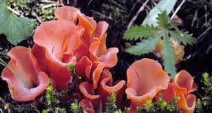 <p>What is this?</p>