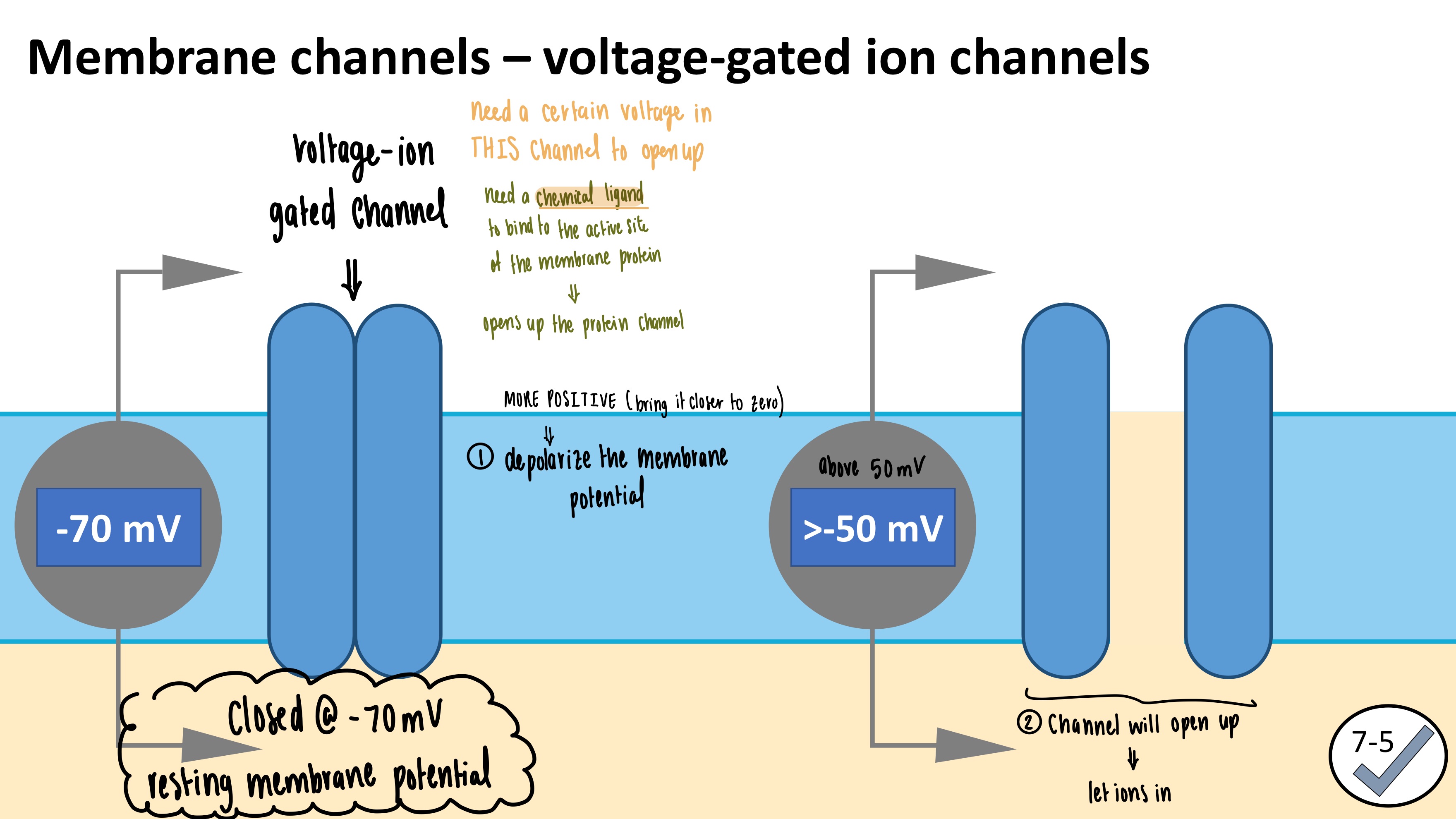<ol><li><p><strong>Requires</strong> at least -55 mV to open</p></li><li><p><strong>Depolarizes</strong> the membrane potential</p></li><li><p><strong>Increases</strong> the permeability of ions (lets them into/out the cell)</p></li></ol><p></p>