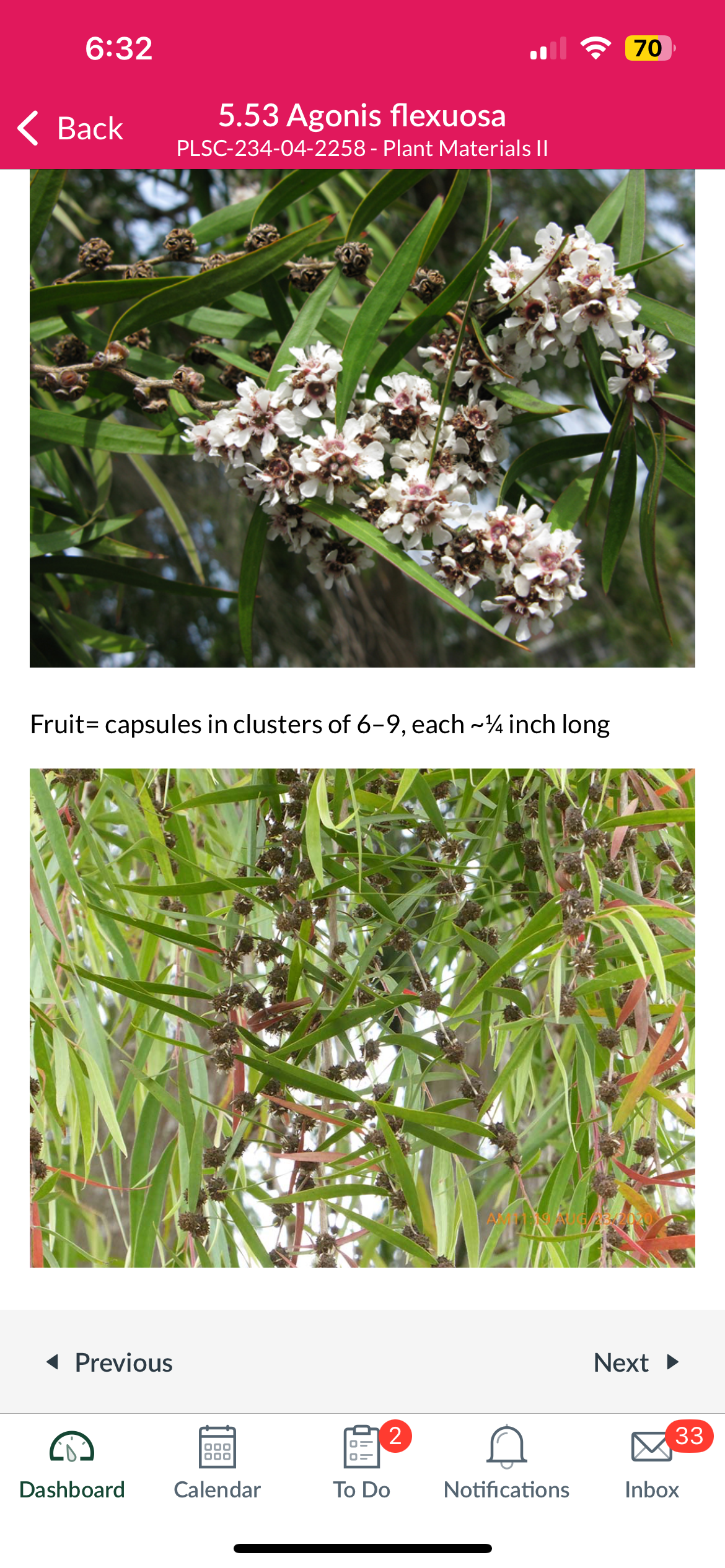 <p>Agonis flexuosa </p>