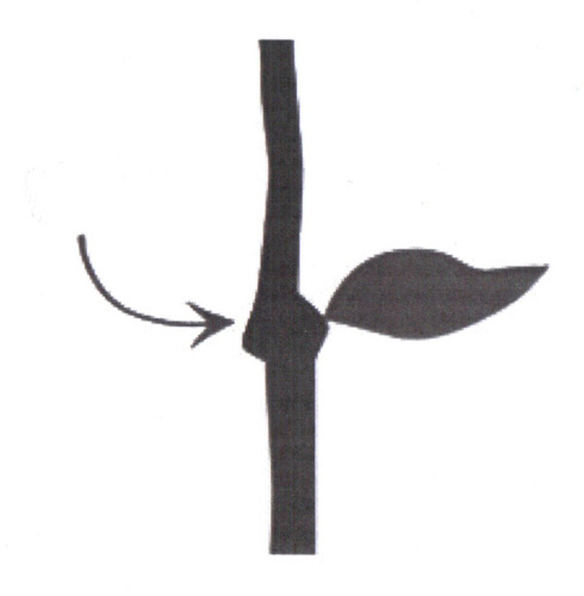 <p>point of the stem where the leaf is attatched</p>