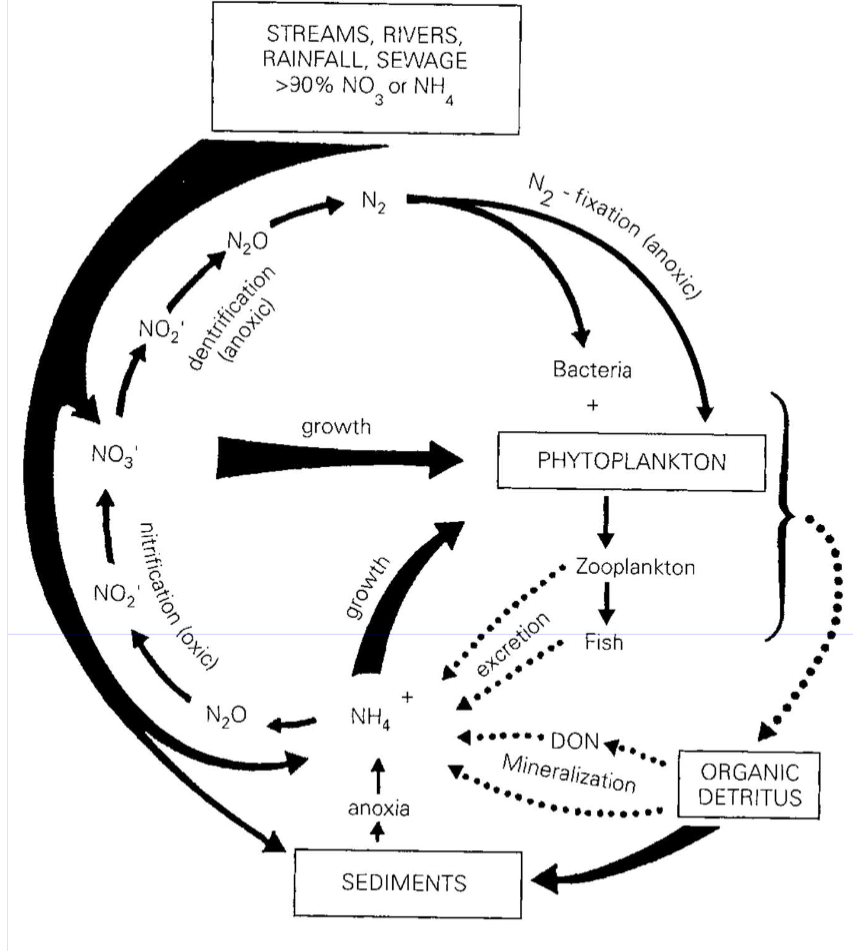 <ol><li><p>Thick black lines indicate main pathways in terms of mass transfer.</p></li><li><p>Dotted lines are those involved in recycling and mineralisation in the water column. </p></li><li><p>Nitrogen is mostly available as nitrate, which passes from rain to rivers and lakes, where much of it is take up by algae and used for growth, then deposited in the sediments. </p></li><li><p>Nitrogen in algae is eaten by zooplankton (lakes) and insect larvae (lake benthos and streams) is excreted as ammonia which is recycled back to algae in the summer. </p></li><li><p>Note the two anoxic sections of the cycle (N2 fixation and denitrification), which involves blue--green algae and bacteria; in contrast to the rest of the cycle that occurs under oxygenated conditions. </p></li><li><p> Most N2 fixation occurs in the plankton, whereas denitrification occurs in sediments especially in estuaries and wetlands. Most organic nitrogen in aquatic ecosystems is present as plant or animal nitrogen and organic detritus (particulate or DON = dissolved organic nitrogen). </p></li></ol><p></p>