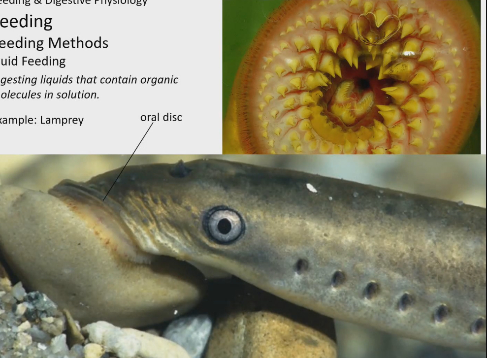 <ul><li><p>Fish that are jawless</p></li><li><p>Instead they have oral disc on head that is like a suction cup, they use it to attach themselves to a fish’s body, cut fish up, and then drink their blood</p></li><li><p>Toothlike structures to get fish good grip on fish. Not true teeth, made of keratin (what our fingernails are composed of)</p></li><li><p>Make a larger circular flesh wound and feed on blood that flows out</p></li><li><p>Inject lamphredin which is like a anticoagulant (prevents blood from clogging), local anaesthetic (prevents fish from feeling pain), immune suppression</p><ul><li><p>prevents the fish from relizing that they are being fed on so lamprey can get the most blood as possible</p></li></ul></li><li><p>Although fish is not ingested, up to due 60% will die due to lamprey inflected wounds</p></li></ul><p></p>