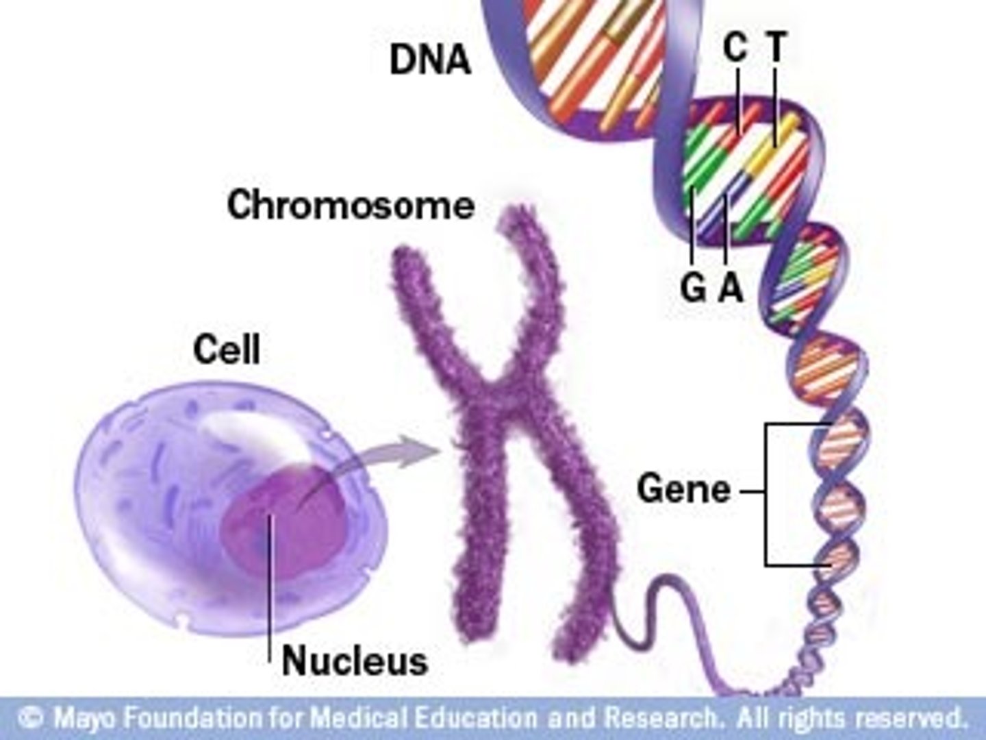 <p>nucleus</p>
