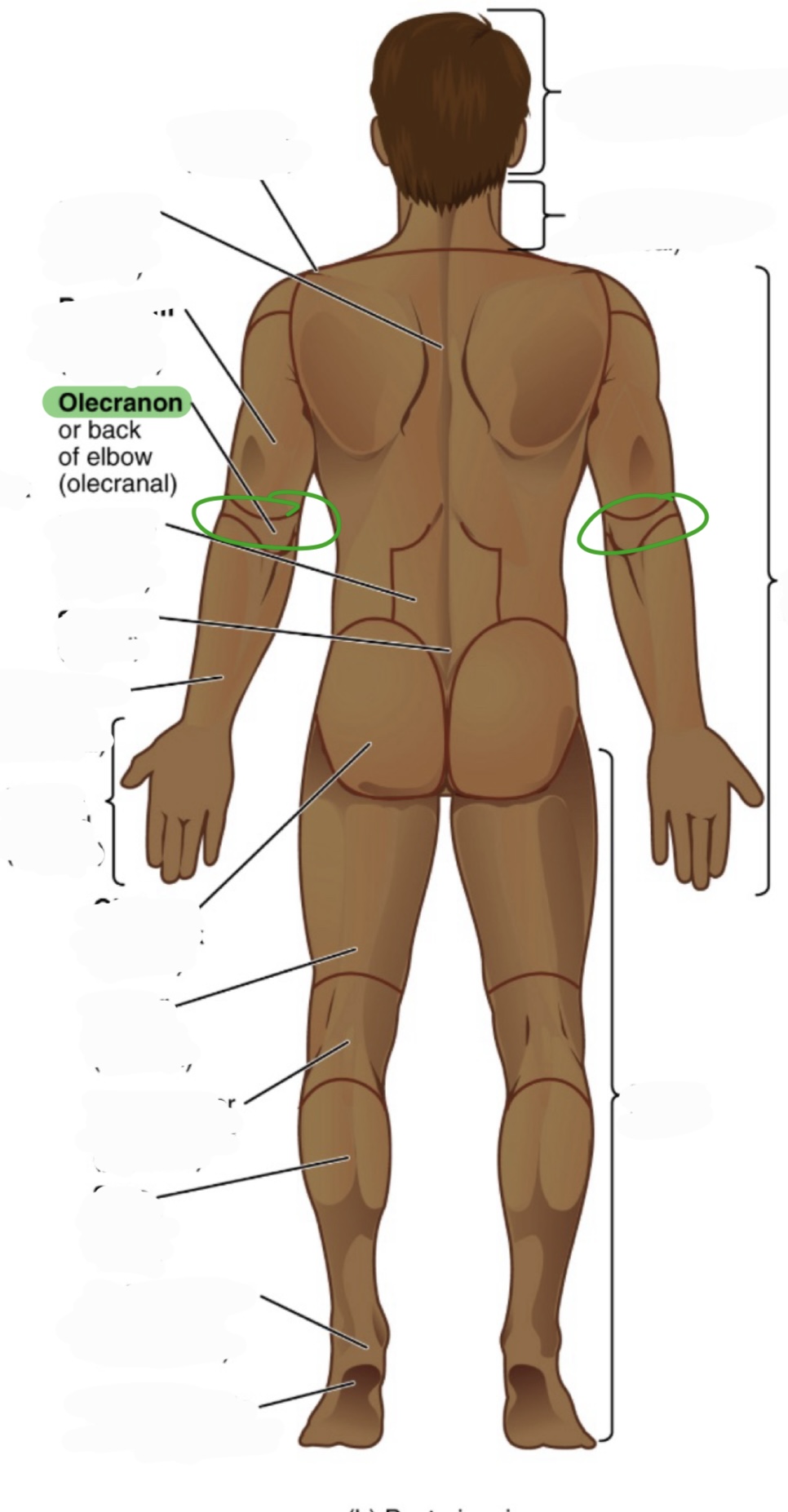 <p>back of the elbow (wenis)</p><p>(aka olecranal)l</p>