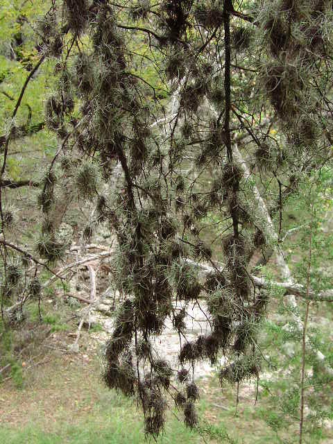 <p>Tillandsia recurvata</p><p>(Bromeliad)</p>