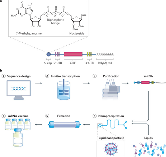 (1) Once the genome of a pathogen has been sequenced, a sequence for the target antigen is designed and inserted into a plasmid DNA construct. (2) Plasmid DNA is transcribed into mRNA by bacteriophage polymerases in vitro and (3) mRNA transcripts are purified by high performance liquid chromatography (HPLC) to remove contaminants and reactants. (4) Purified mRNA is mixed with lipids in a microfluidic mixer to form lipid nanoparticles. Rapid mixing causes the lipids to encapsulate mRNA instantaneously and precipitate as self-assembled nanoparticles. (5) The nanoparticle solution is dialysed or filtered to remove non-aqueous solvents and any unencapsulated mRNA and (6) the filtered mRNA vaccine solution is stored in sterilized vials.

