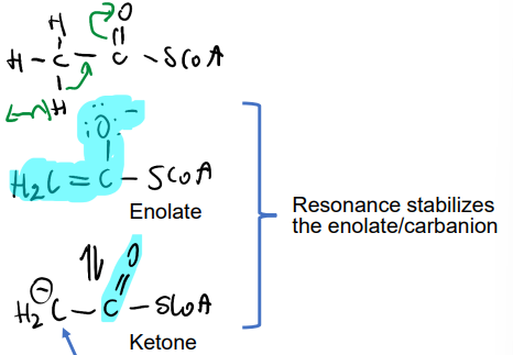 <p>Enolate ←→ Ketone</p><p>DRAW IT</p>