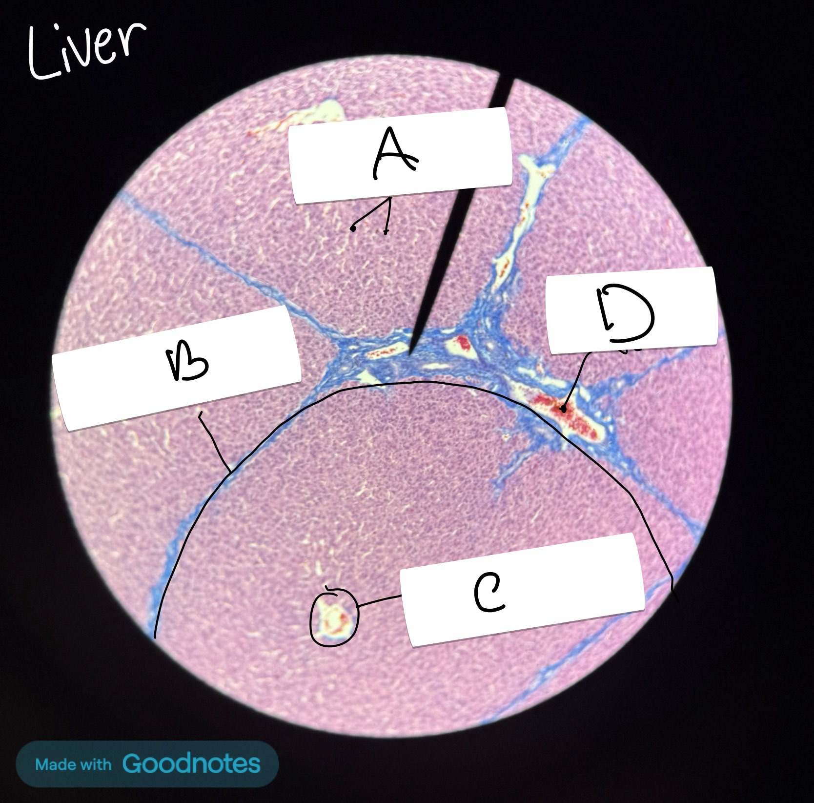 <p>What is labeled C </p>