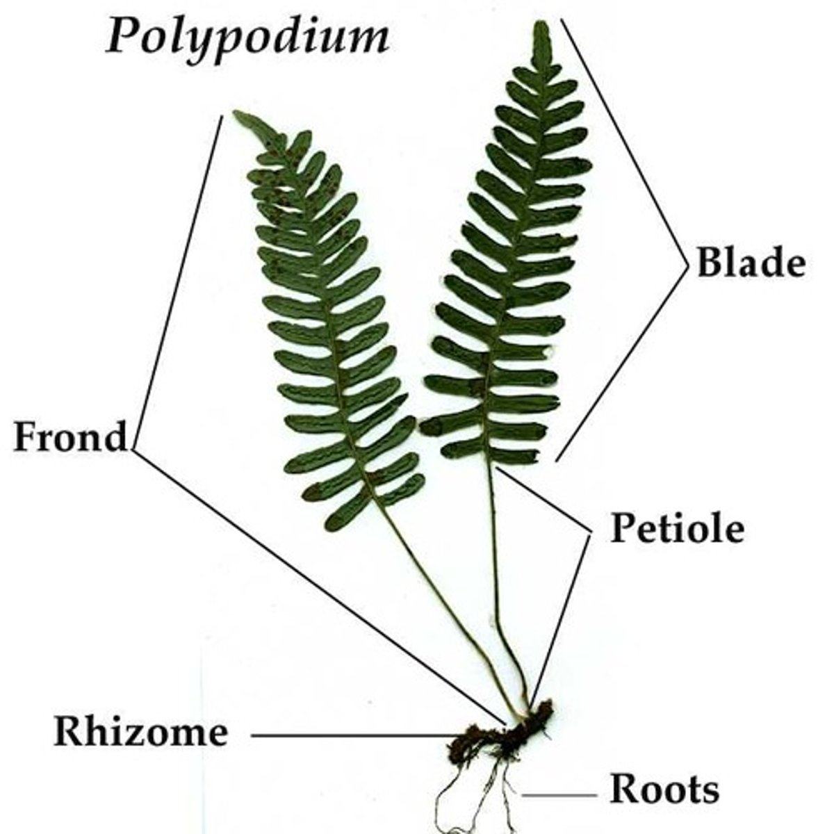 <p>They have a fiddlehead, frond (leaf), leaflet, rhizome (stem), roots, and sori</p>