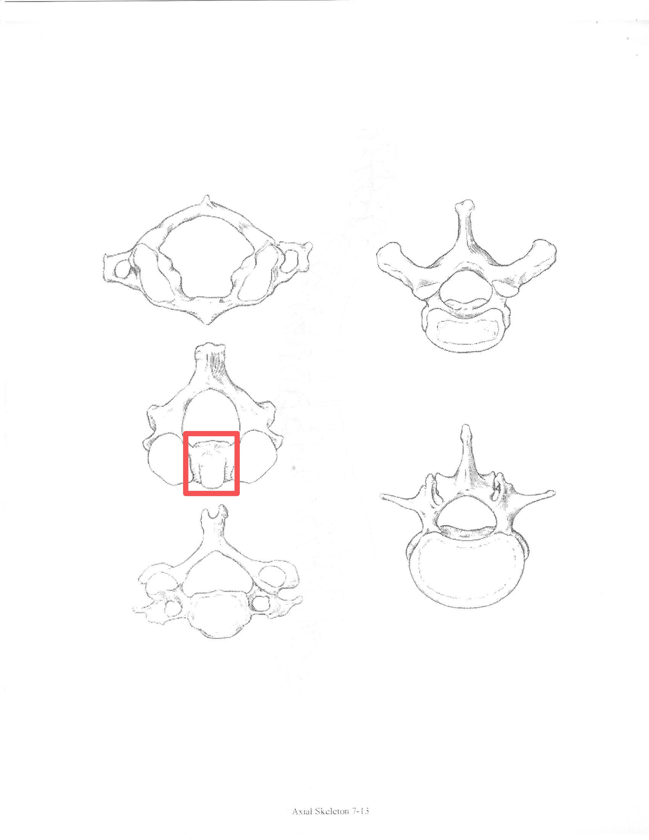 <p>ID feature</p>
