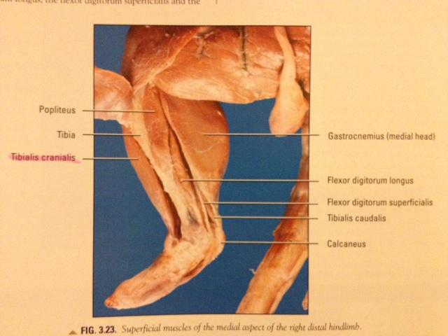 <p>Origin: Lateral Epicondyle of the femur</p><p>Insertion: Digits</p><p>Action: Extends Digits</p>