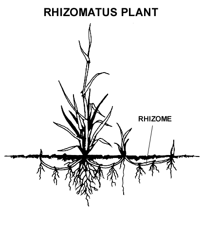 <p>A horizontal underground stem that can produce new shoots and roots, enabling plants like many weeds to spread vegetatively.</p>