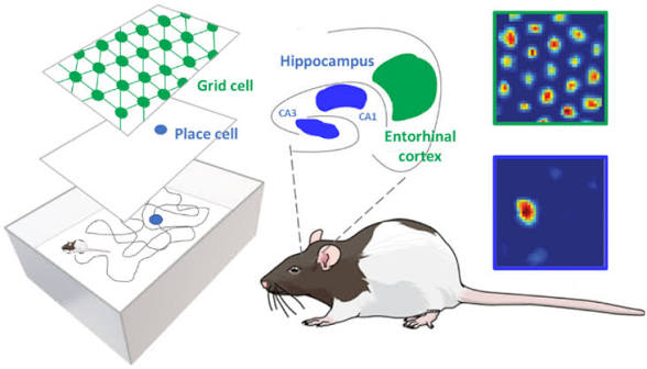 <p>Neurons that fire in the <strong>entorhinal cortex </strong>when in a repeated, hexagonal location</p>
