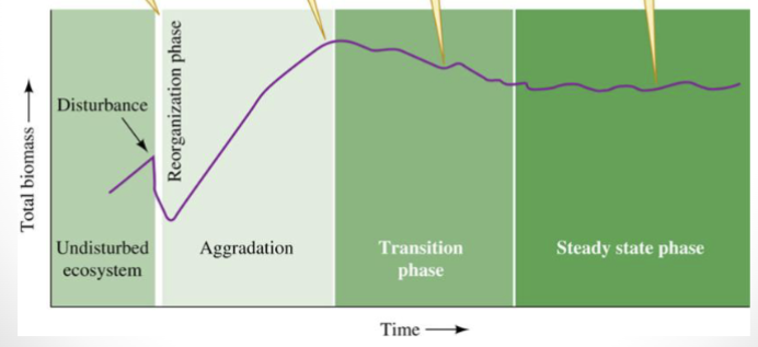 <p>Disturbing a forest will induce a series of distinct recovery phases</p><ul><li><p>Disturbance → Ecosystem reorganizes → Biomas increases → Biomass declines during transition → Biomass steadies into a state phase</p></li></ul><p></p>