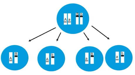 <p>Mendel’s Law of Independent Assortment </p>