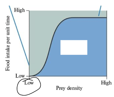 <p>s shaped feeding rate - increases rapidly </p><p>limited by age, exposure to prey and encounter rate</p><p>ex juveniles learning to hunt, prey switching, or searching for rare prey</p>