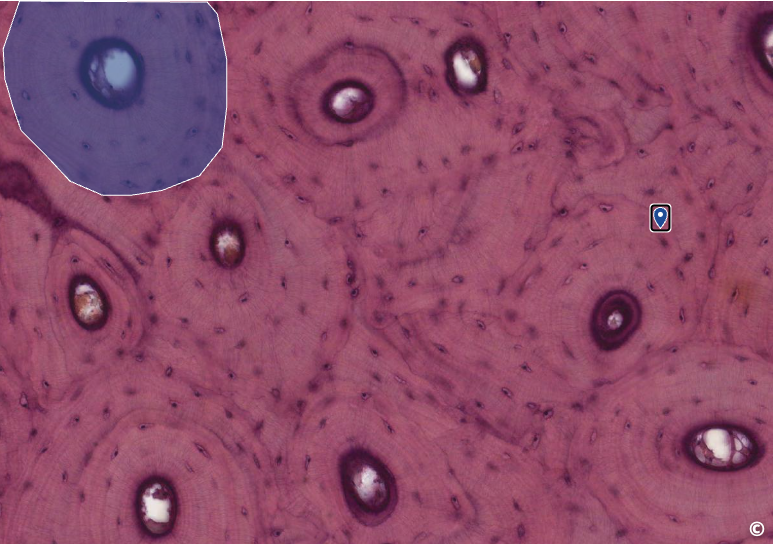 <p>identify area of histological slide, type of CT, and identify structures</p>