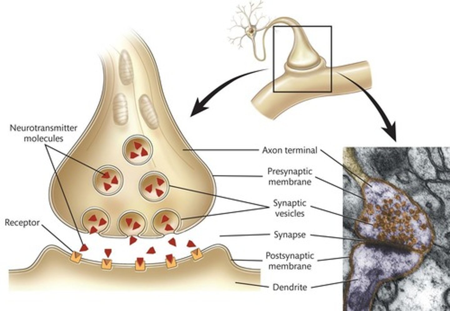 <p>Chemicals transmitting signals across synapses.</p>
