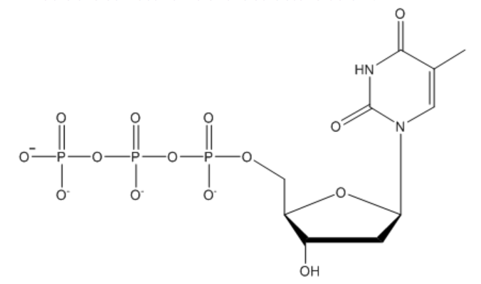 <p>What is the correct name of the structure?</p><ul><li><p>2-deoxythymidine triphosphate</p></li><li><p>phosphothymidylate</p></li><li><p>2-deoxythyminidine</p></li><li><p>thymidylate triphosphate</p></li></ul><p></p>
