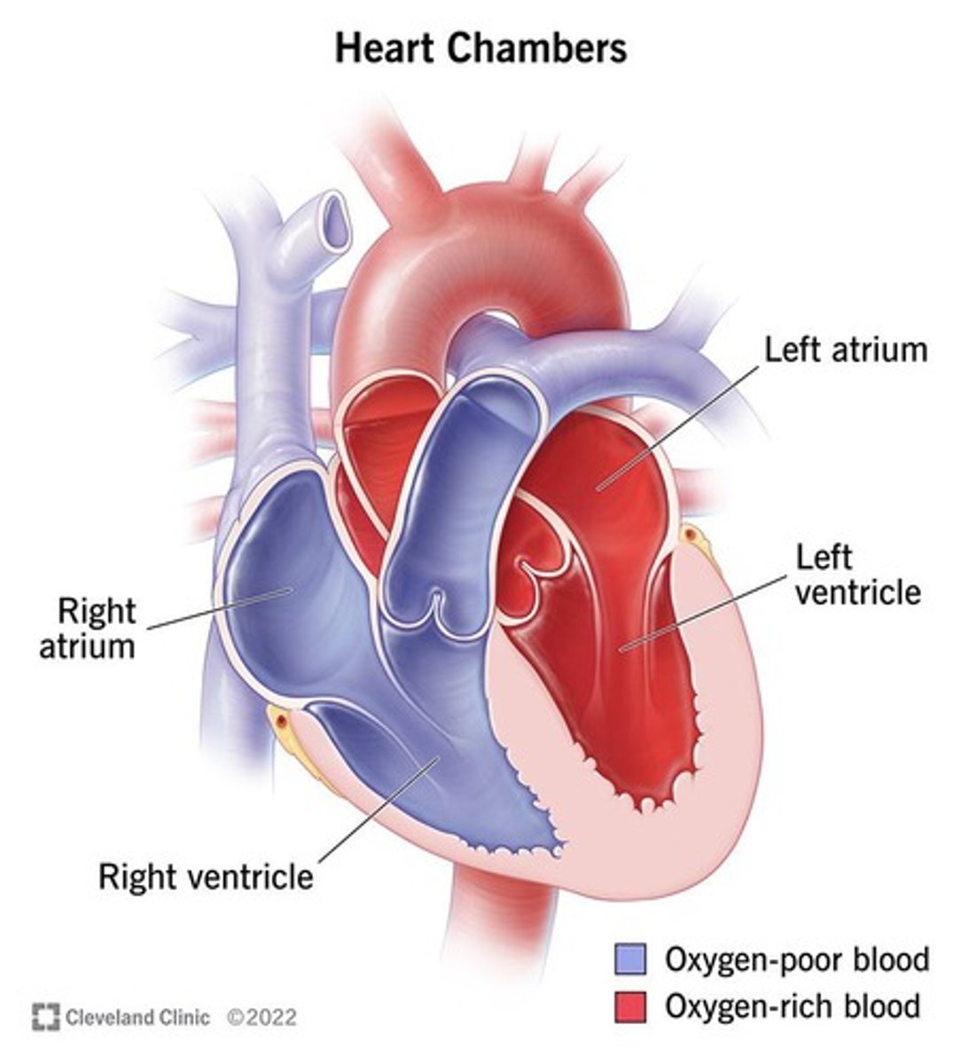 <p>Two upper chambers of the heart where all blood enters.</p>