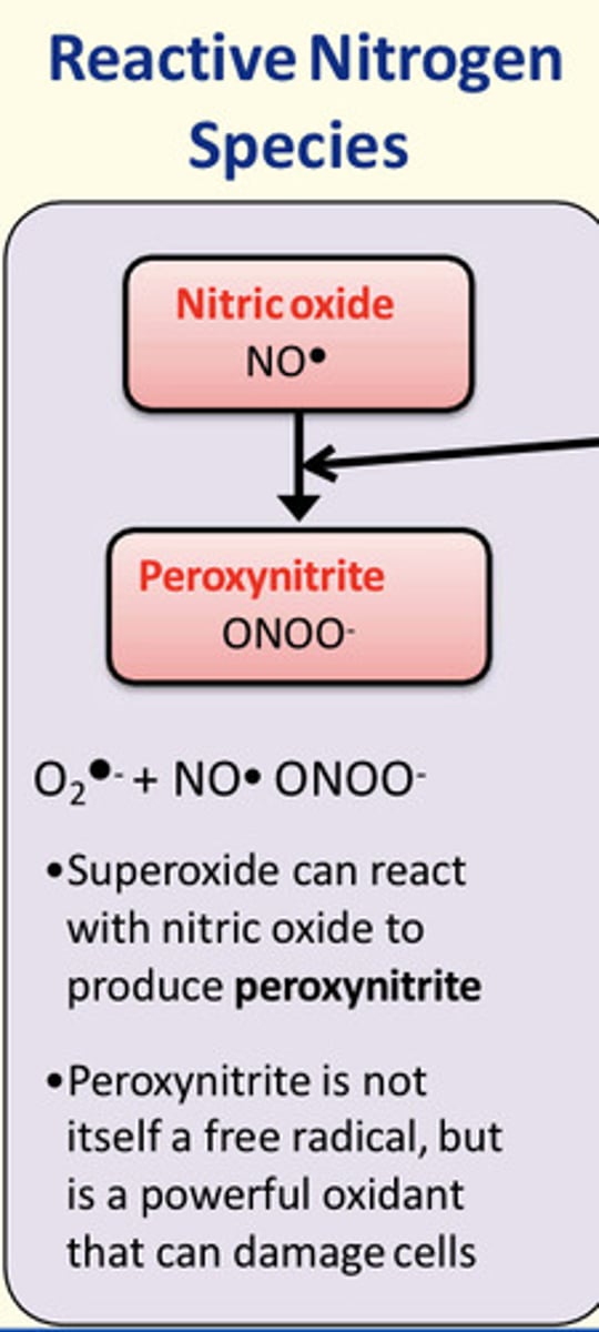 <p>Superoxide can react with nitric oxide to form peroxynitrite</p>