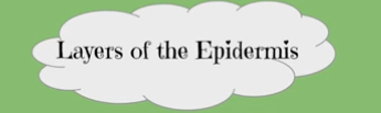 <p>Name the layers of the epidermis—&gt; Hint: CLGSBD</p>