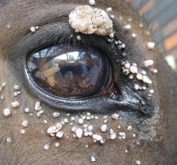 <p>What condition is also known as a wart and is most common in young horses? It can be congenital or due to a virus and usually goes away on its own. It is usually seen on the head.</p>