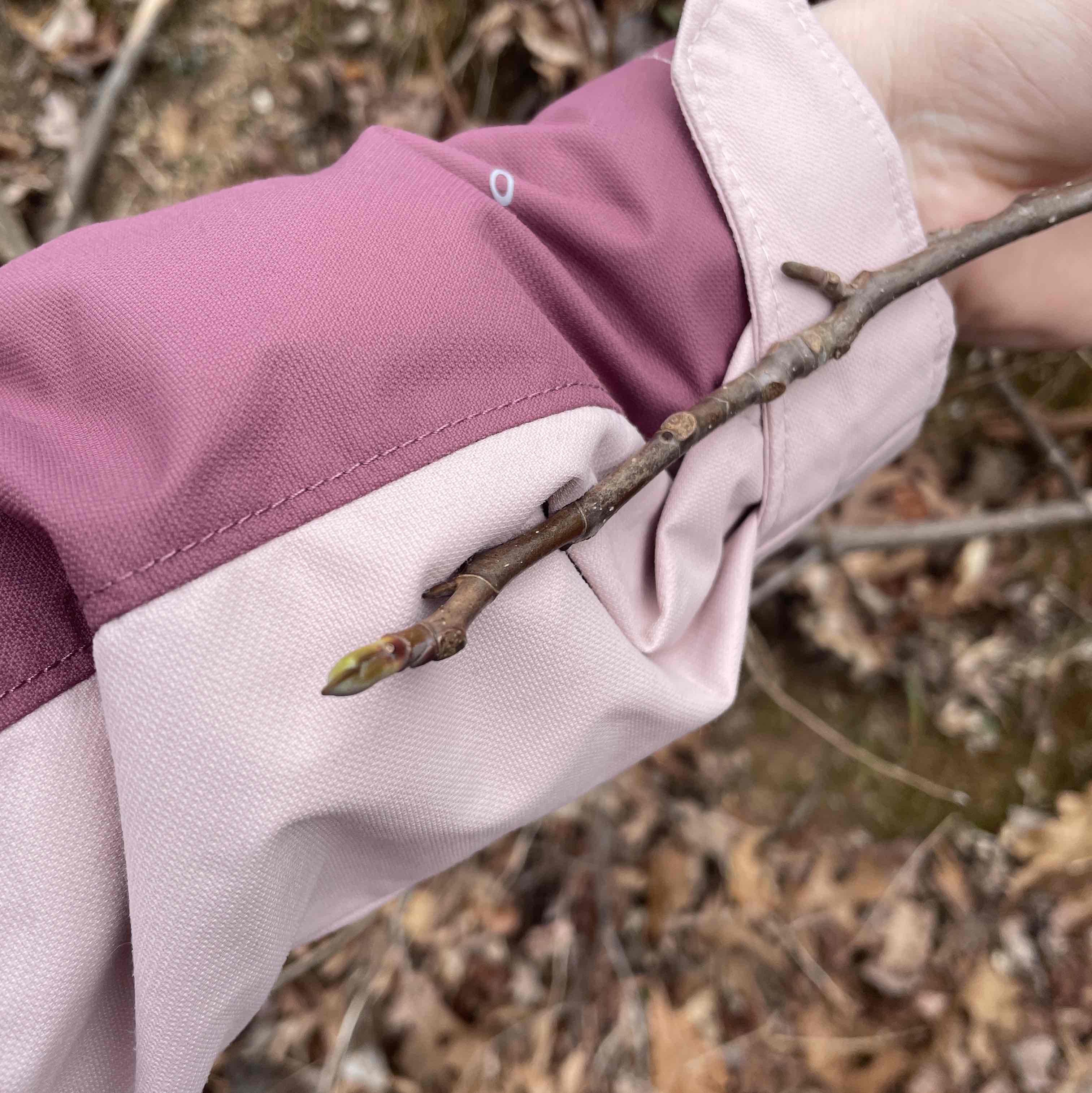 <p>Magnoliaceae</p>