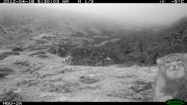 <p>Remote detection sampling is a type of sampling where camera traps are set up to record animals. These camera traps are triggered when an animal walks past. The footage can be watched back to count individuals. Remote detection sampling is used to sample elusive species such as pallas’s cats (<span>Otocolobus manul).</span></p>