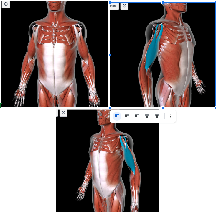 <p>Function: <strong>FLEX FOREARM</strong> at the elbow,<strong> SUPINATE ARM </strong>at shoulder</p><p>Origin: <strong>Supraglenoid tubercle</strong> and <strong>coracoid process</strong> of scapula </p><p>Insertion: <strong>Radial tuberosity of radius </strong></p>