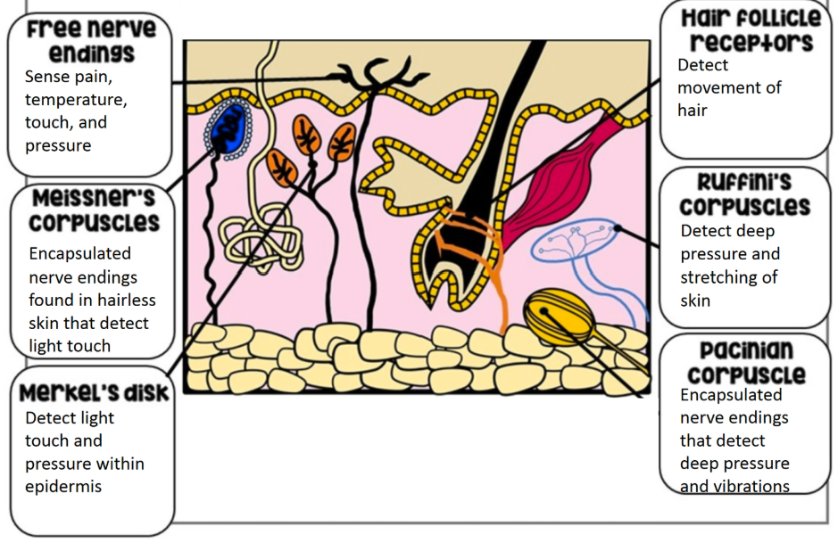 <ul><li><p>Free nerve endings (sense pain, temp, touch, pressure - cutaneous sensations)</p></li><li><p>Meissner’s corpuscles (<sub><sup>encapsulated nerve endings, found in hairless skin that</sup></sub> detect light touch)</p></li><li><p>Merkel’s disks (detect <u>light touch & pressure</u> w/in epidermis)</p></li><li><p>Hair follicle receptors (detect movement of hair)</p></li><li><p>Ruffini’s corpuscles (detect deep pressure and stretching of skin)</p></li><li><p>Pacinian corpuscles (<sub><sup>encapsulated nerve endings that</sup></sub> detect deep pressure & vibrations)</p></li></ul><p></p>