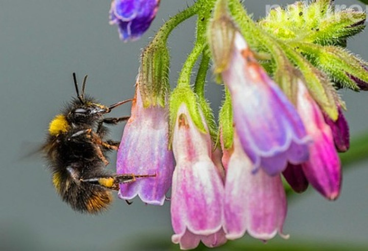 <p>Bumblebees &amp; other insects steal nectar by piercing flowers without pollinating them.</p><p>Example: Comfrey</p>
