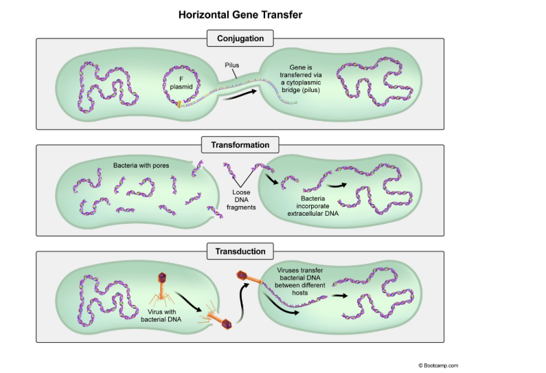 <p>type of horizontal gene transfer. Type of DNA transfer between bacteria where the virus infects one bacteria, contains their DNA, and infects another bacteria. Consists of multiple host DNA being trasnferred.</p>