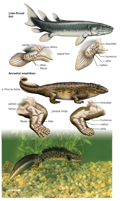 Evolution of amphibians.