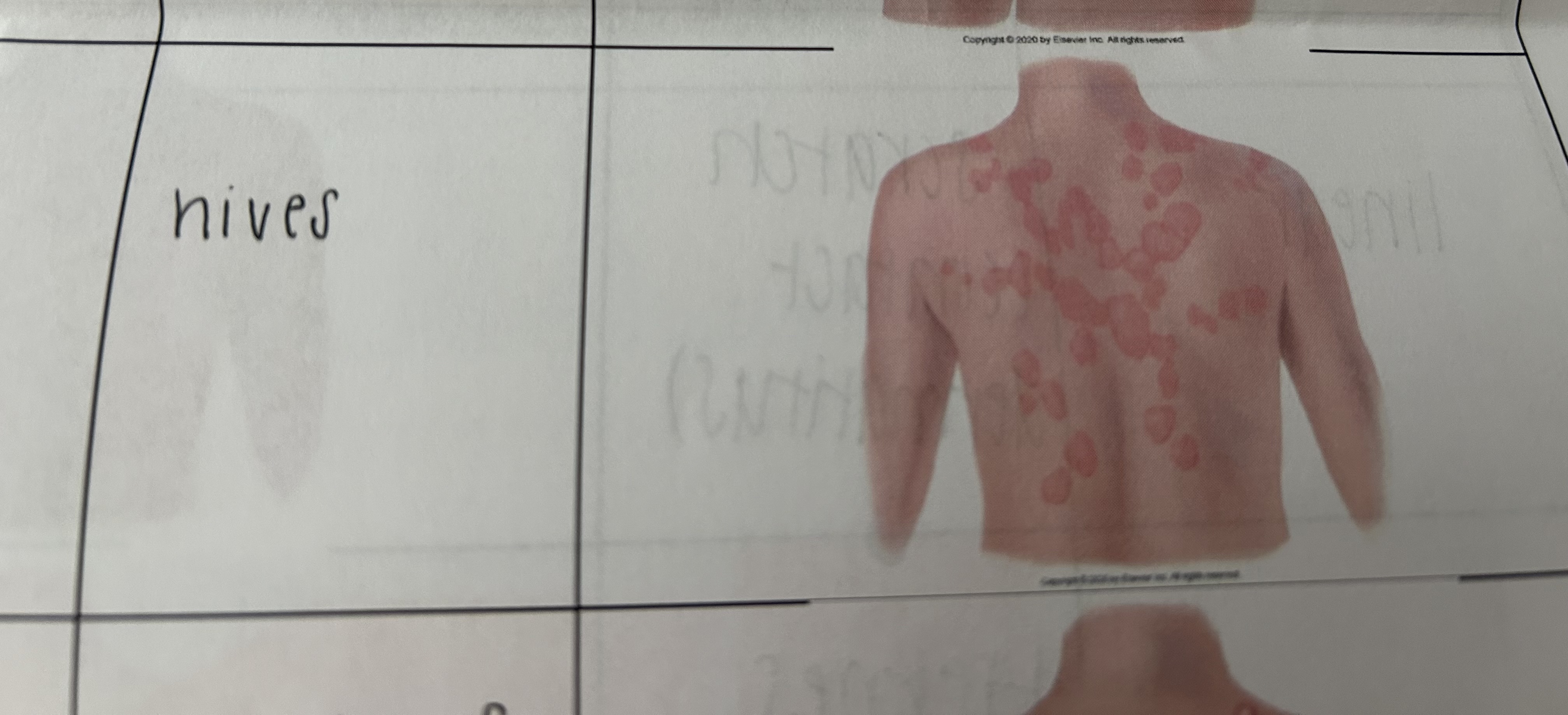 knowt flashcard image