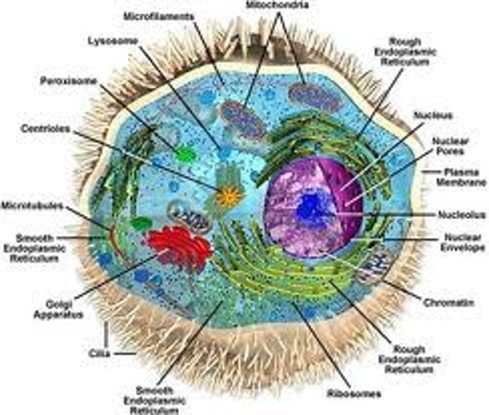 <p>biology</p>