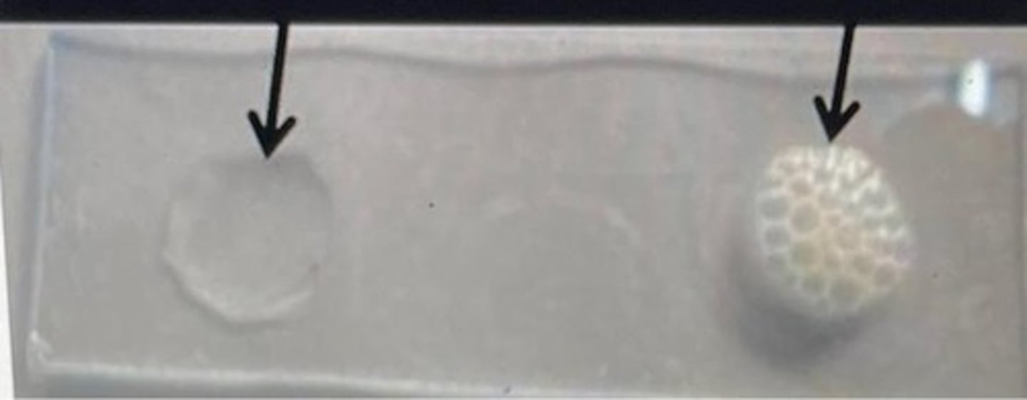 <p>catalase neg- no bubbles (streptococcus/enterococcus)</p><p>catalase pos- bubbles (staphylococcus)</p>