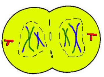 <p>5</p><ul><li><p>once split chromosomes unravel to chromatin</p></li><li><p>spindles shorten into centrioles</p></li><li><p>nucleolus + nuclear envelope reforms</p><ul><li><p>(cell wall pinches → cytokinesis)</p></li></ul></li></ul><p></p>