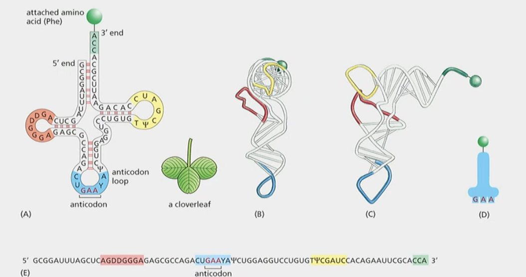 The link between mRNA and protein sequence


1. recognizes codon on the mRNA and brings in the proper amino acid
2. 80 nucleotides long
3. transcribed from genes as per usual
4. **Base-pairs with itself to form cloverleaf shape**

* amino acid is binded to tis 3’ end
* anticodon, which basepairs with codon antiparallel and complenetary