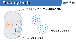 <p>Process of endocytosis</p>