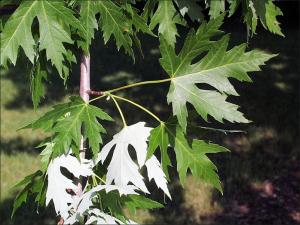 silver maple