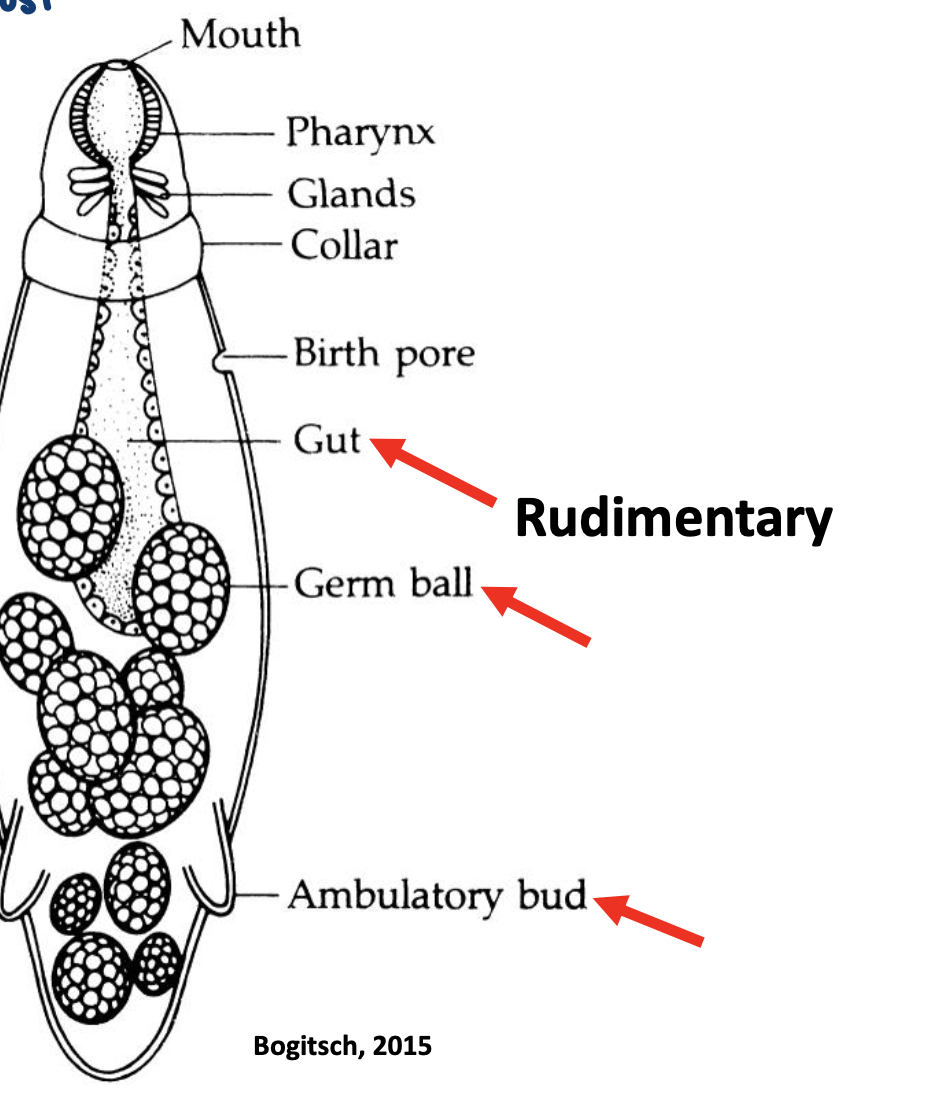 <ul><li><p>rudimentary area</p><ul><li><p>gut</p></li><li><p>germ ball</p></li><li><p>ambulatory bud</p></li></ul></li><li><p>also has</p><ul><li><p>mouth</p></li><li><p>pharynx</p></li><li><p>glands</p></li><li><p>collar</p></li><li><p>birth pore</p></li></ul></li></ul>