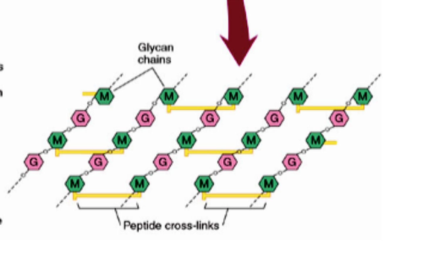 <p>Polysaccharide chain made up of two sugars NAG and NAM linked through glycosidic bonds and then cross-linked by peptide bridges to produce a strong lattice structure</p>