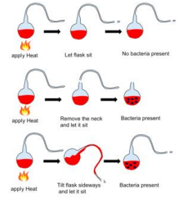 <p>proved it NOT TRUE </p><p>Used swan-necked flask that remained upright, no microbial growth appeared When flask tilted, dust from the neck bend seeped back into the flask and clouded the infusion with microbes within a day</p>