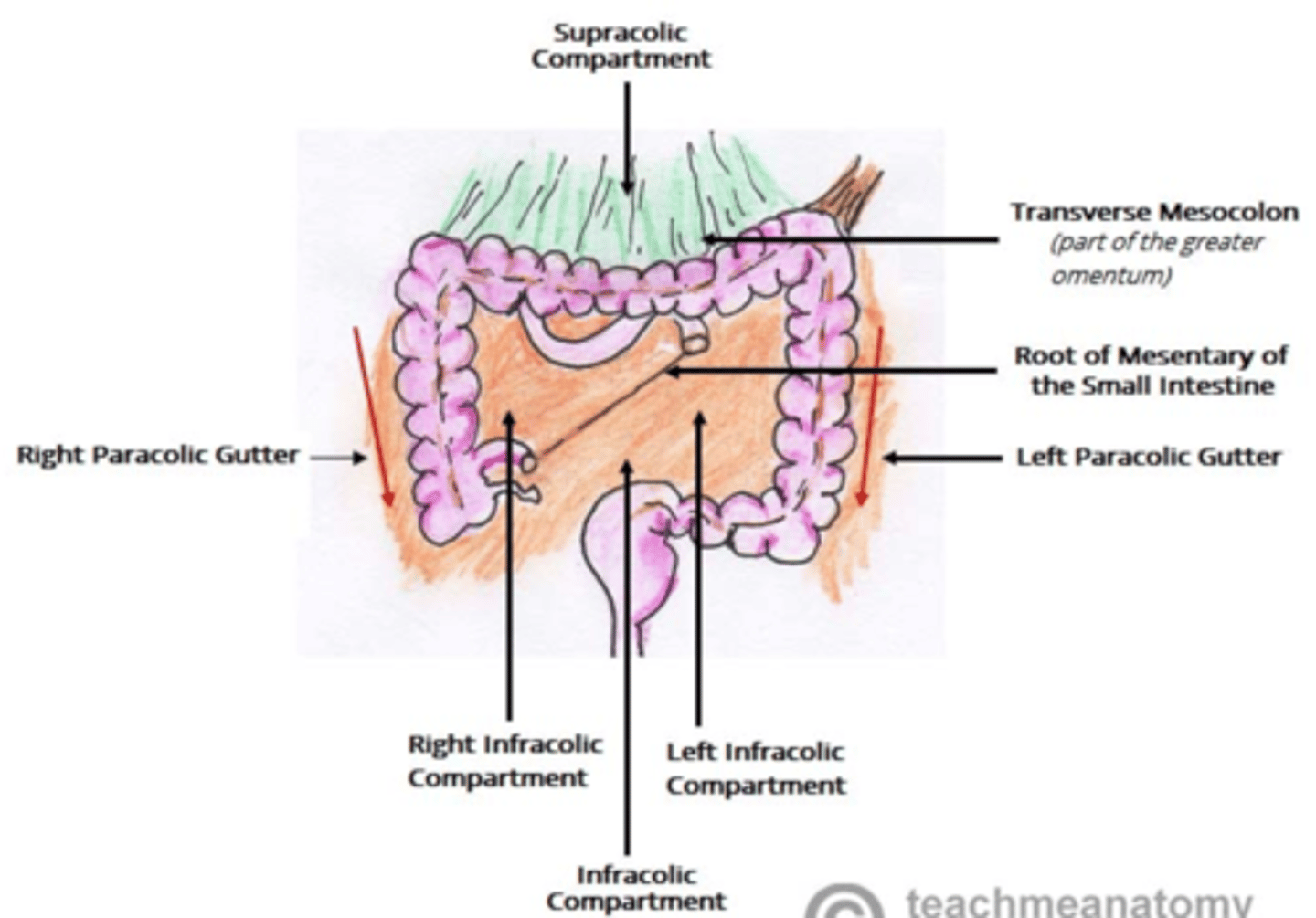 <p>Greater sac above the transverse colon containing the liver, stomach, and spleen</p><p>-divided into smaller sections by visceral ligaments</p>