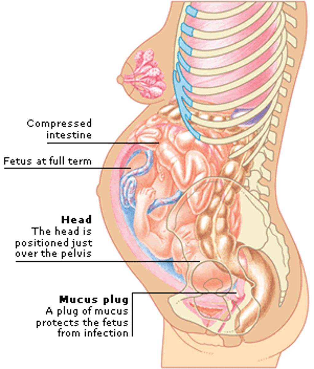 <p>Pressure on the stomach from the growing fetus pushing acid into the esophagus.</p>