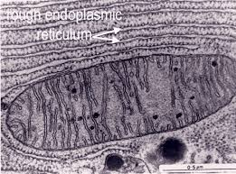 <p>Membrane system with ribosomes attached, involved in protein synthesis and transport</p>