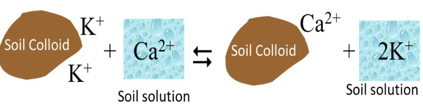 <p>net neg charge that attract pos charge ions (cations) to the surface</p><p></p><p>cations in soil solution approach soil colloid → exchange of cations between soil solution + soil colloid = cation exchange </p>