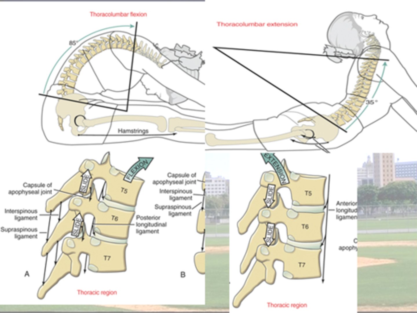 <p>Possible throughout thoracic spine</p><p>extremely limited in upper T-Spine</p><p>= ROM increases caudally</p><p>More Flexion available overall </p>